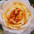 Galben - roz - Trandafir nostalgic - Georges Denjean